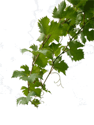 Vine Leaves Design